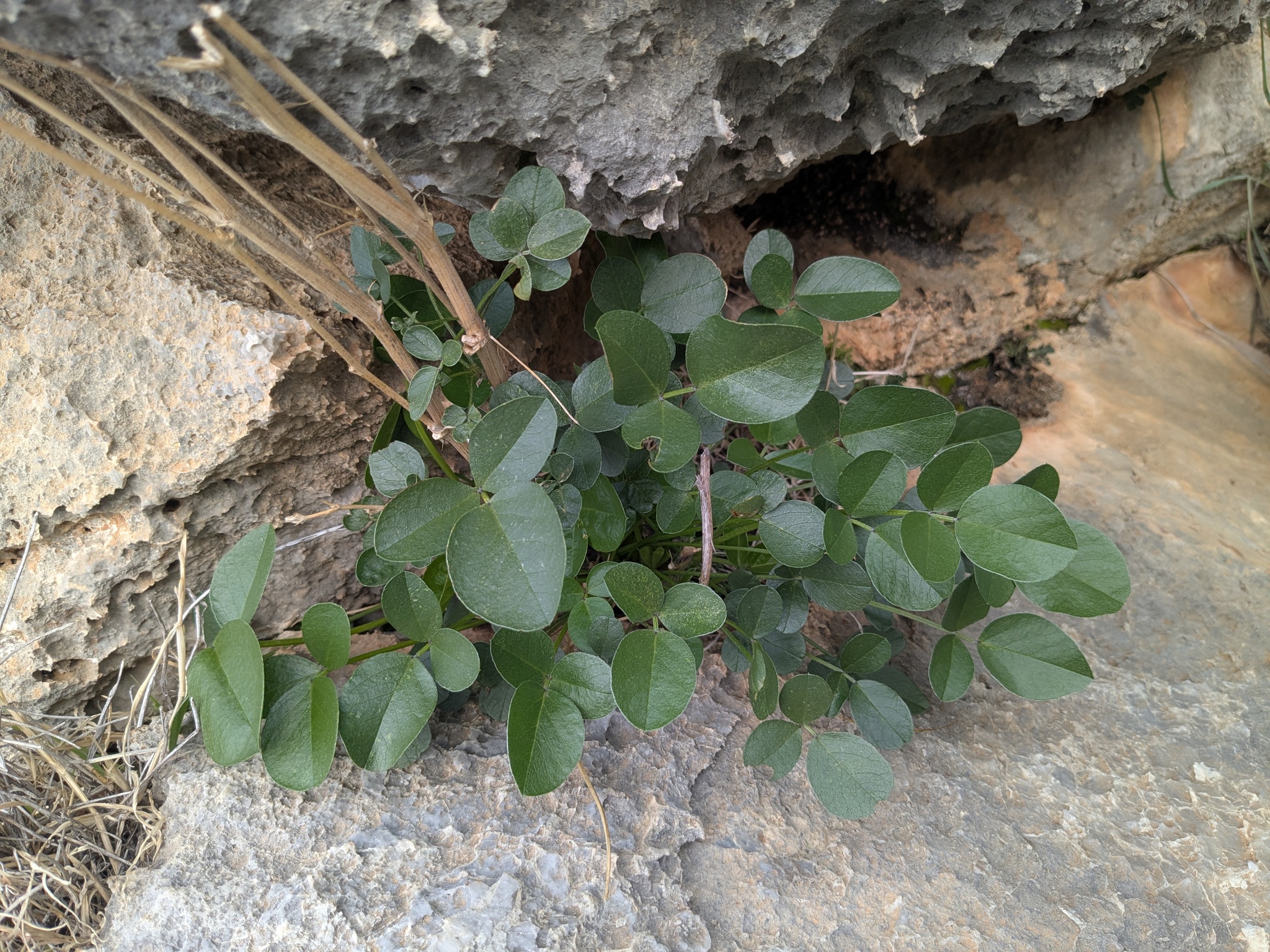 Bituminaria kyreniae