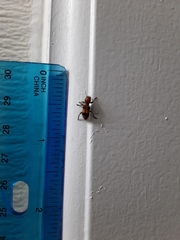 Enoclerus ichneumoneus