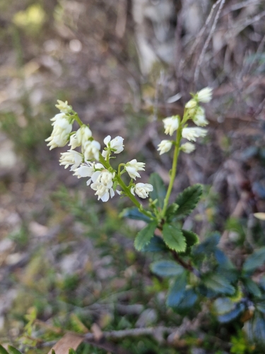 Image of Tetracarpaea tasmannica by (c) ronavery, some rights reserved (CC BY)