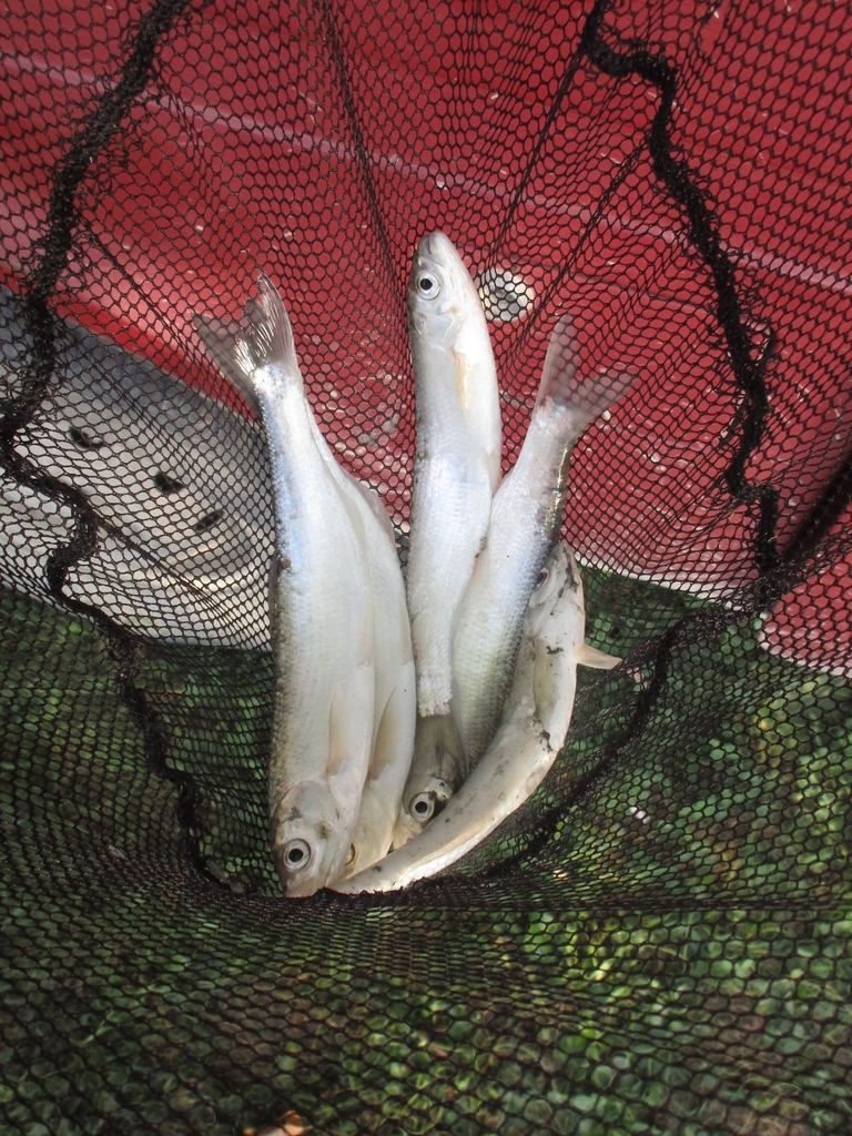 Danube bleak (Alburnus chalcoides) — Cyprinidae