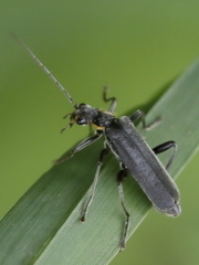 Cantharis obscura