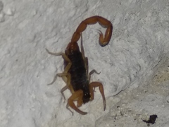 Centruroides ochraceus