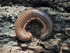 Comanchelus