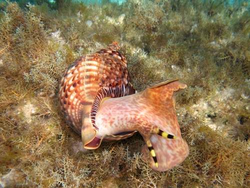 Atlantic Triton Snail