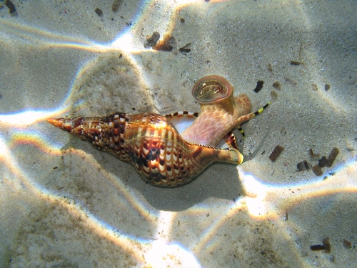 Atlantic Triton Snail