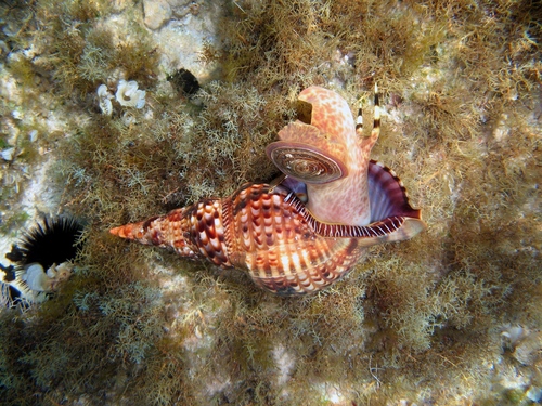 Atlantic Triton Snail
