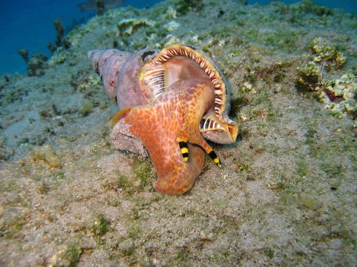 Atlantic Triton Snail
