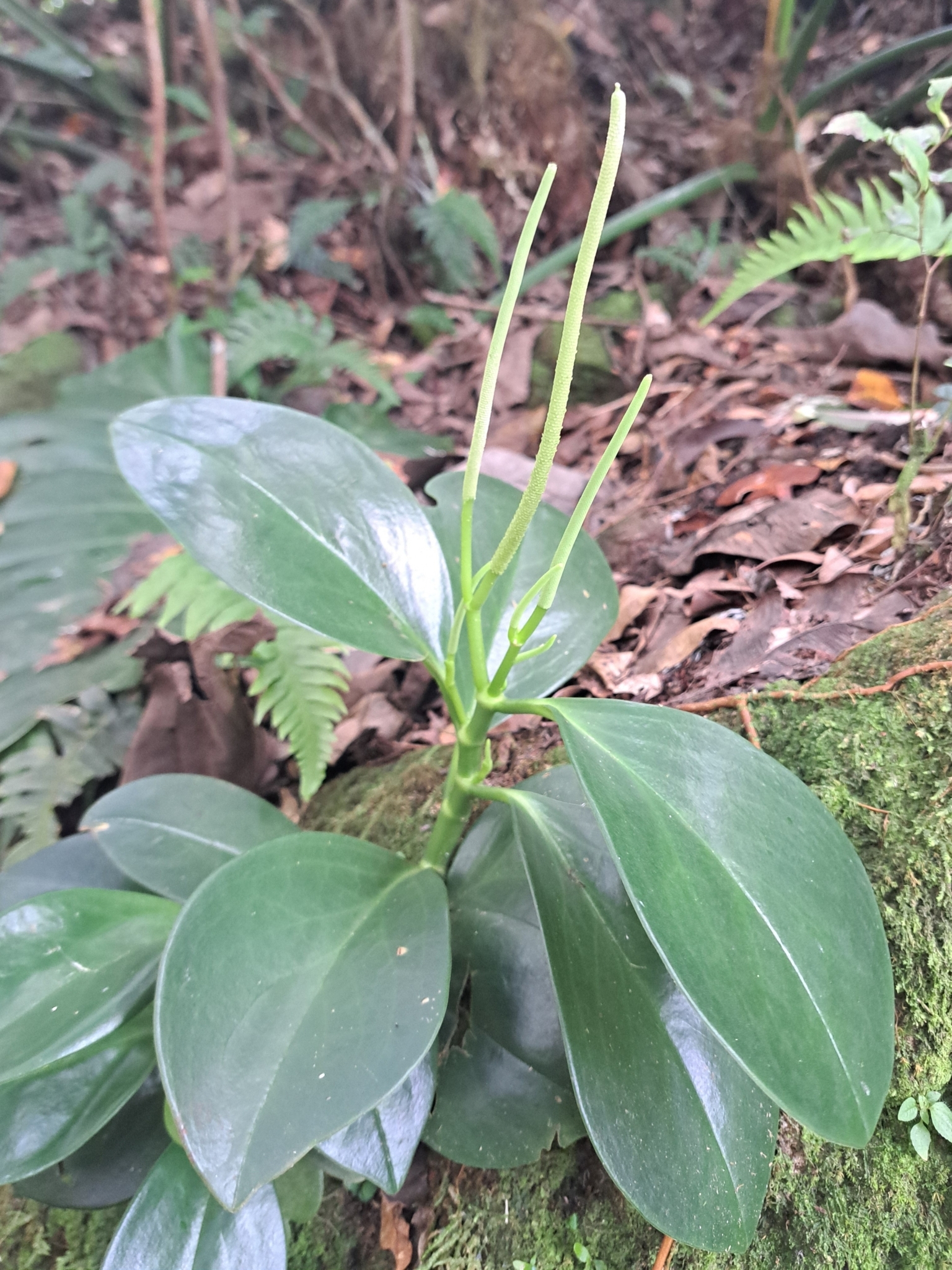Imagem de Peperomia limão