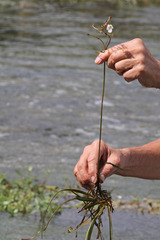 Sagittaria filiformis
