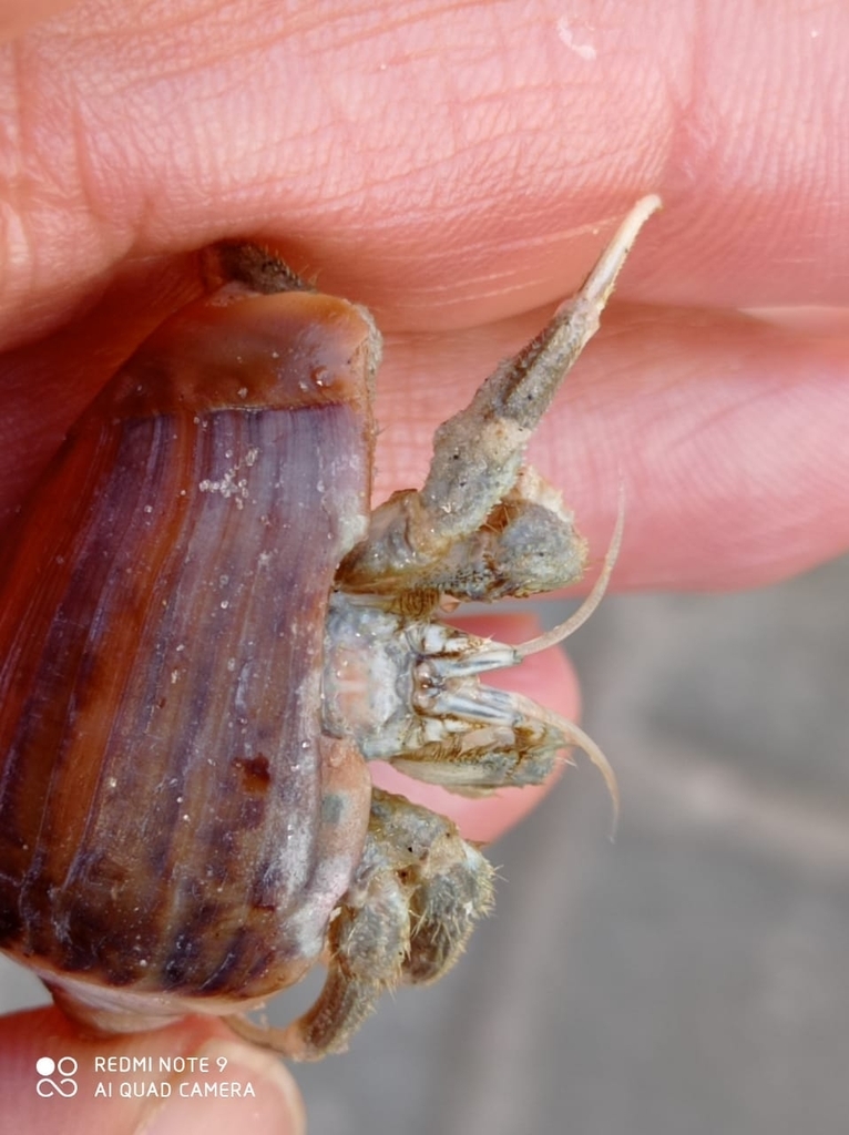 South American Hermit Crab
