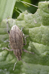 Tanymecus palliatus