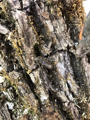 Elaphidion mucronatum