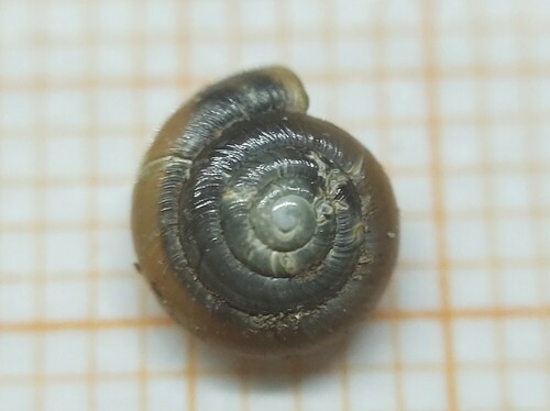 Hollowed Gloss Snail, Friesland, NL, photo 9 of 10