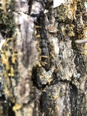 Elaphidion mucronatum