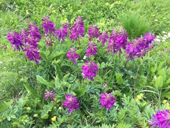 Hedysarum hedysaroides