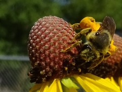 Andrena rudbeckiae
