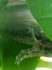 Myers' Surinam Toad photo 4