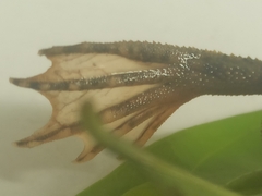 Myers' Surinam Toad photo 5
