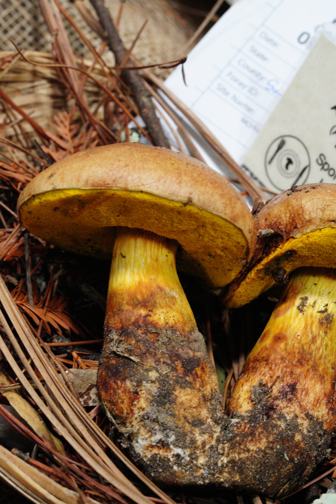 Aureoboletus sp. 'flaviporus-CA01'