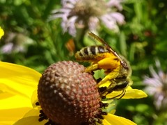 Andrena rudbeckiae