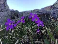 Primula angustifolia