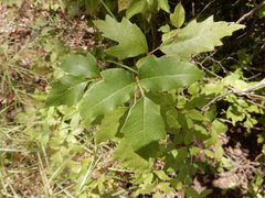 Toxicodendron radicans negundo