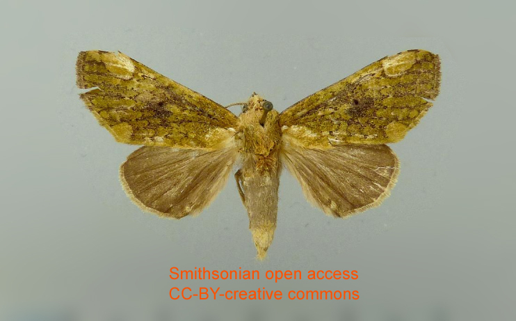 Thyana malocampoides