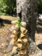 Digitalis ferruginea