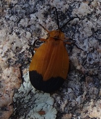 Lycus arizonensis