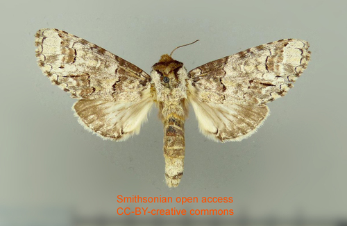 Ginaldia perilleus