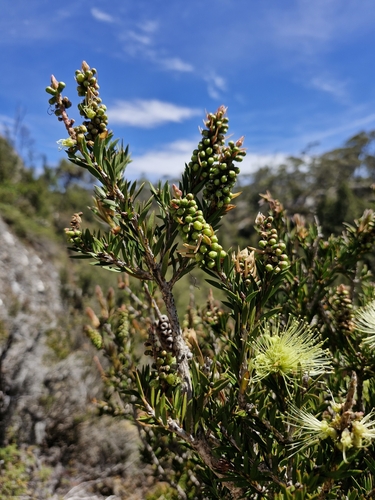 Image of Melaleuca virens by (c) ronavery, some rights reserved (CC BY)