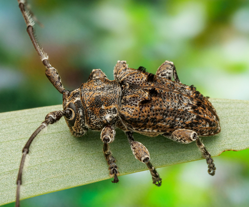Ancita niphonoides · iNaturalist