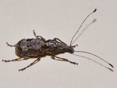 Meconemus infuscatus