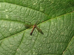 Nigrotipula nigra