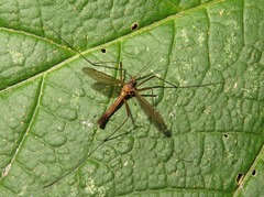 Nigrotipula nigra