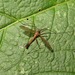 Dark Brown Cranefly - Photo (c) Rob Westerduijn, some rights reserved (CC BY-NC), uploaded by Rob Westerduijn
