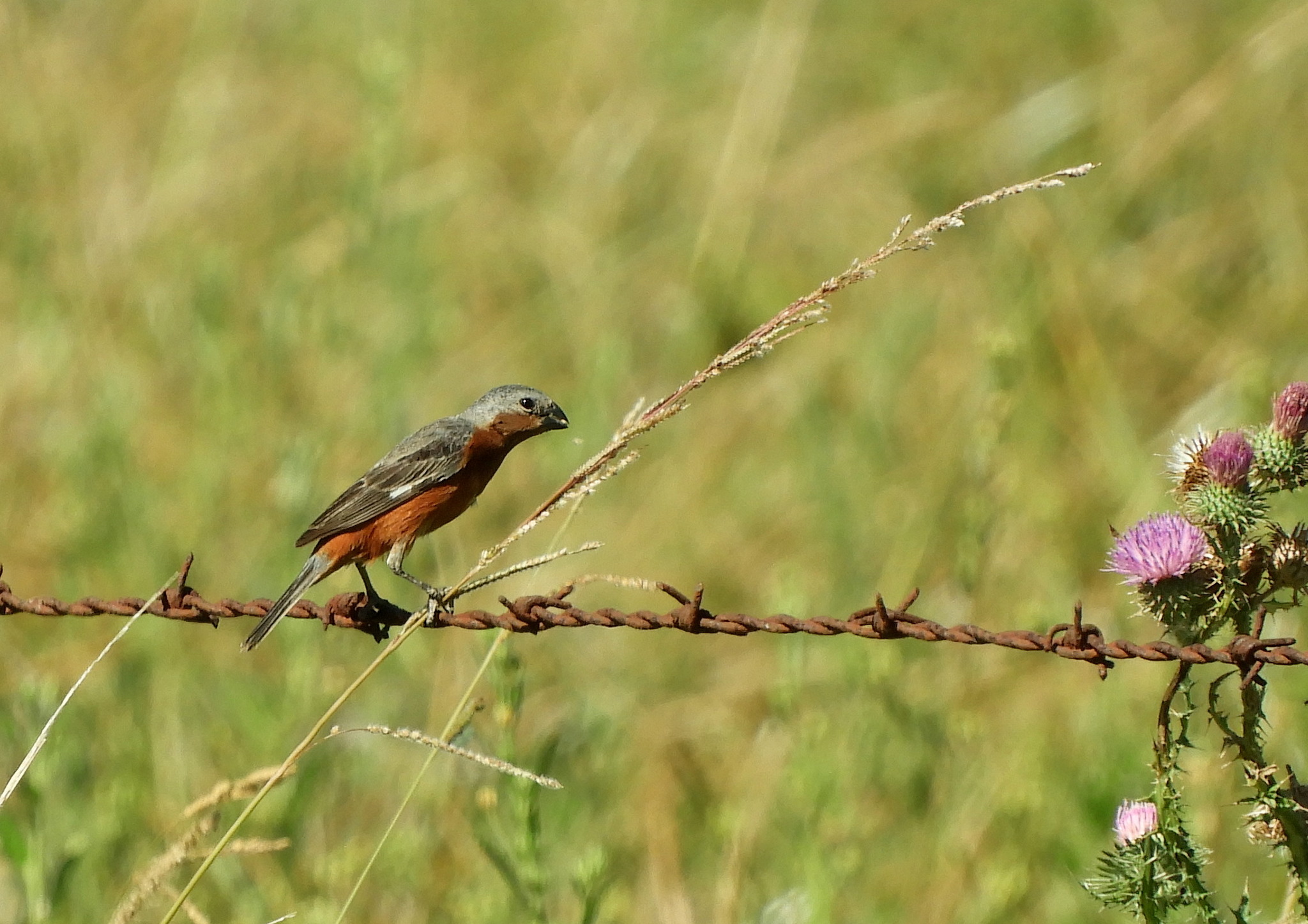 Rufous-rumped Seedeater (Sporophila hypochroma), photo 8
