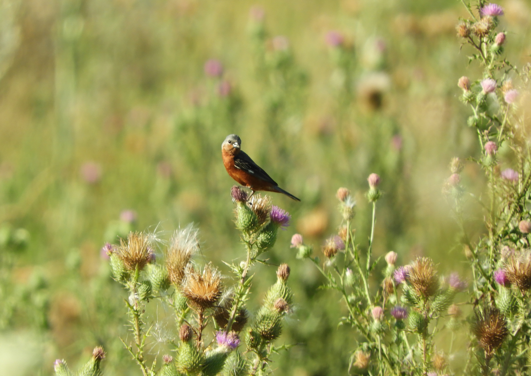 Rufous-rumped Seedeater (Sporophila hypochroma), photo 10