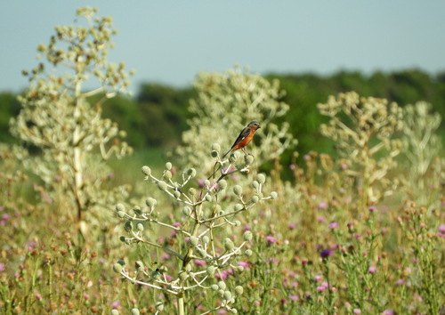 Rufous-rumped Seedeater (Sporophila hypochroma), photo 9
