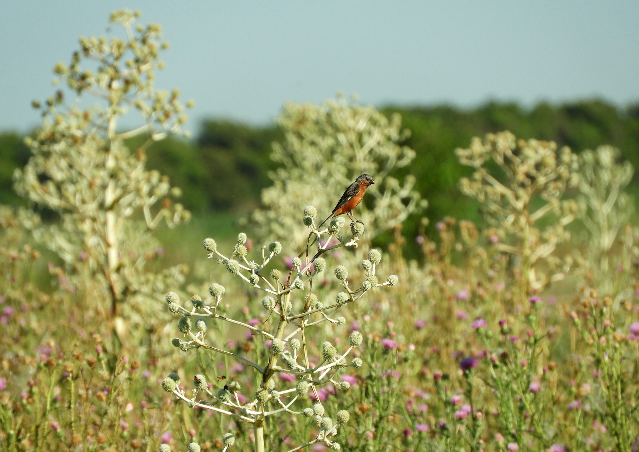 Rufous-rumped Seedeater (Sporophila hypochroma), photo 9