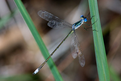 Lestes plagiatus