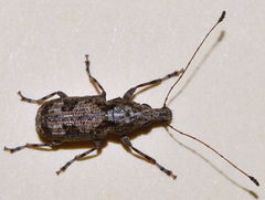 Meconemus infuscatus