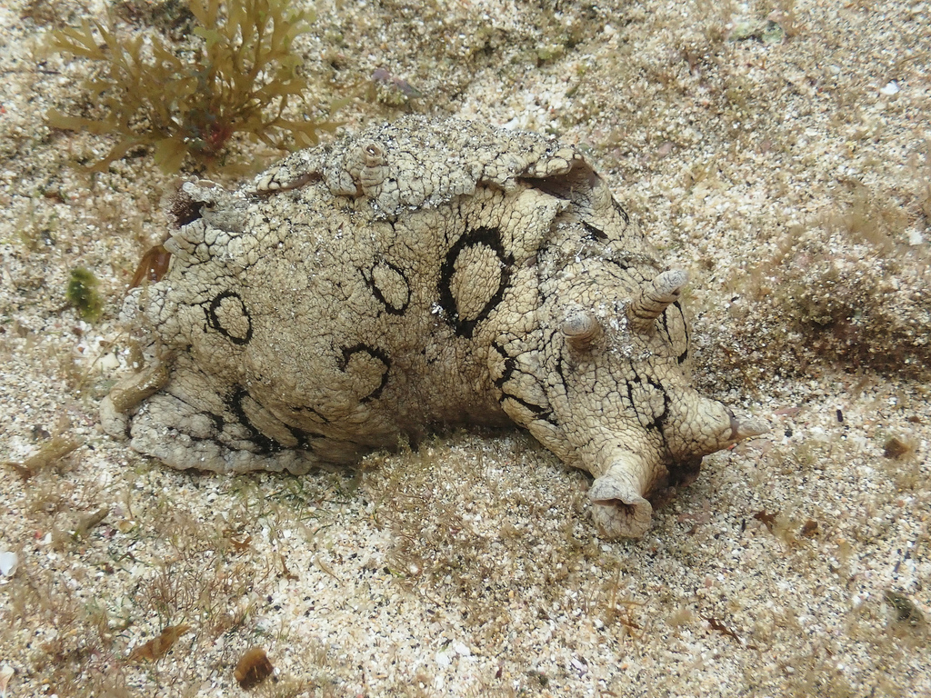 Large-spotted sea hare