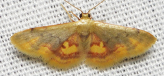 Idaea scintillularia