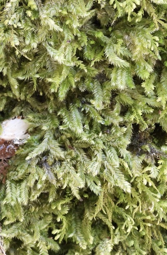 Taxiphyllum deplanatum, 2025-01-10