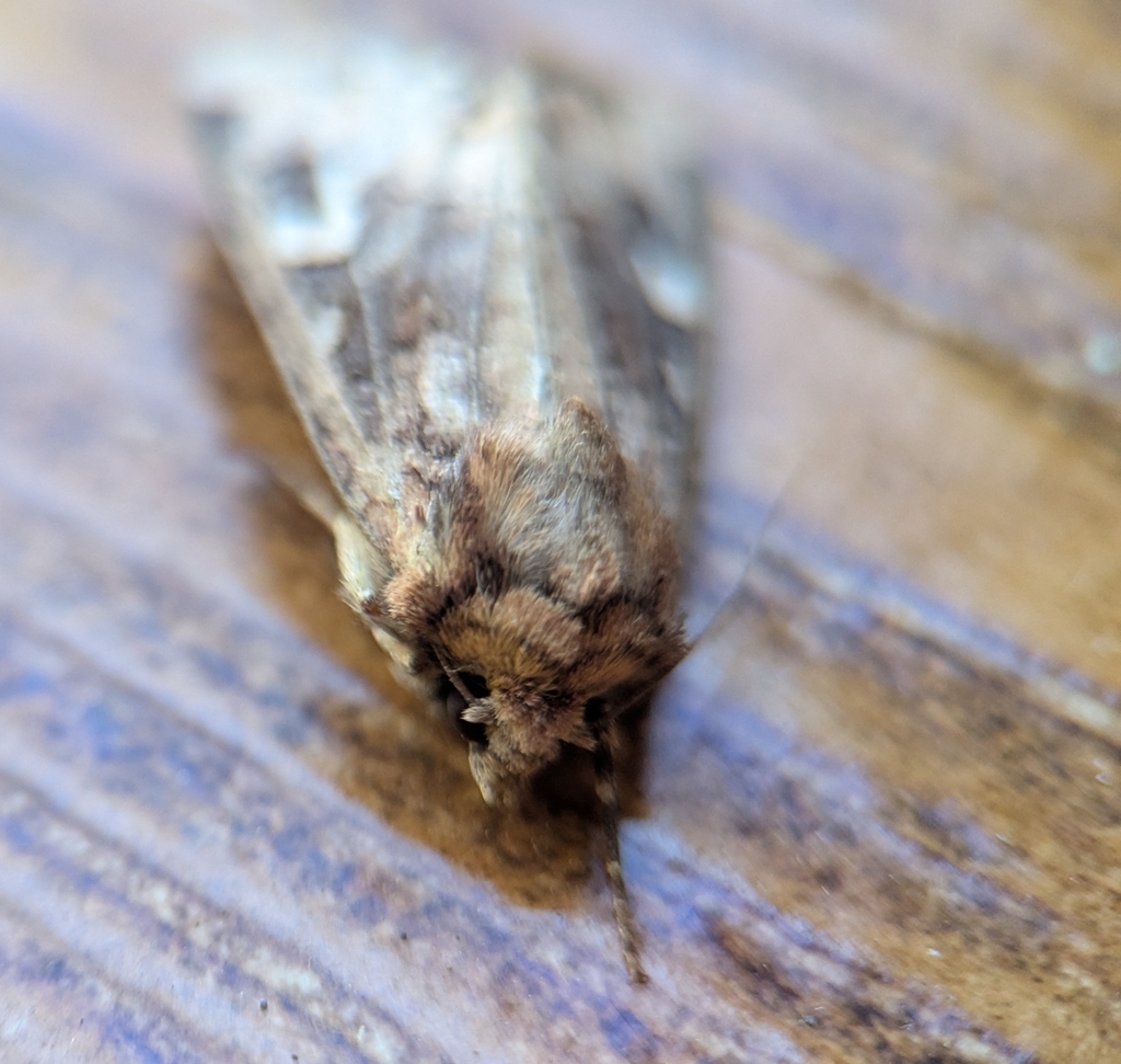 Paranataelia tenerifica