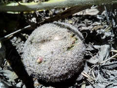 Epithelantha greggii
