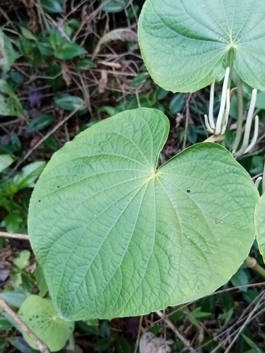 Foto de Capeba