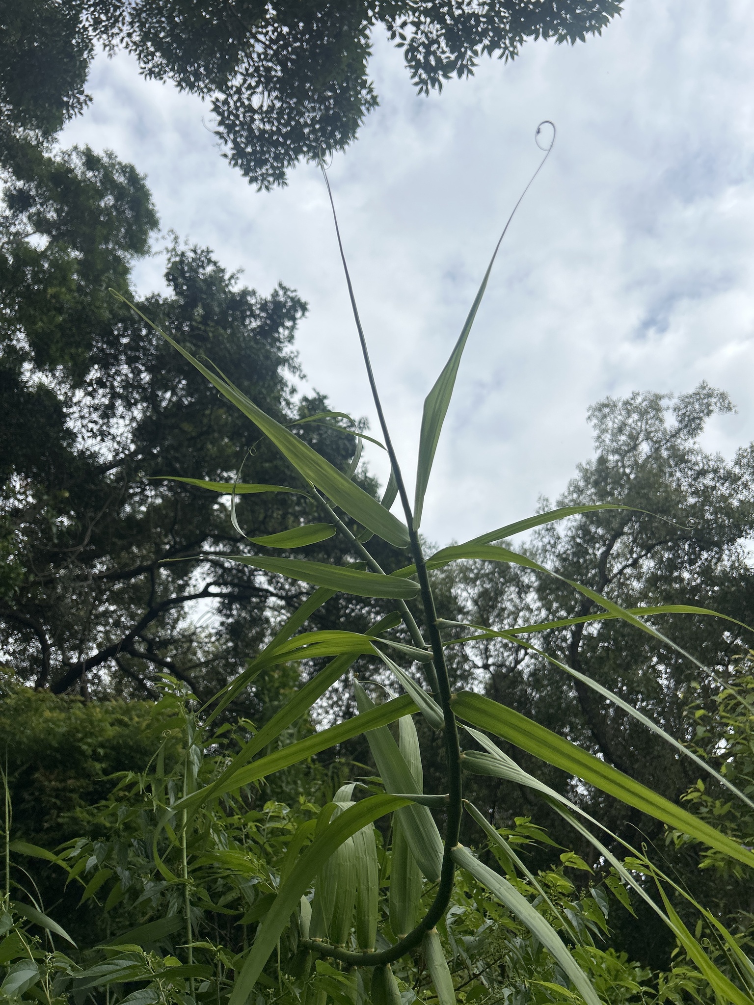 Imagem de Samambaia-do-brejo
