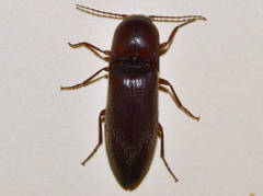 Elaterini